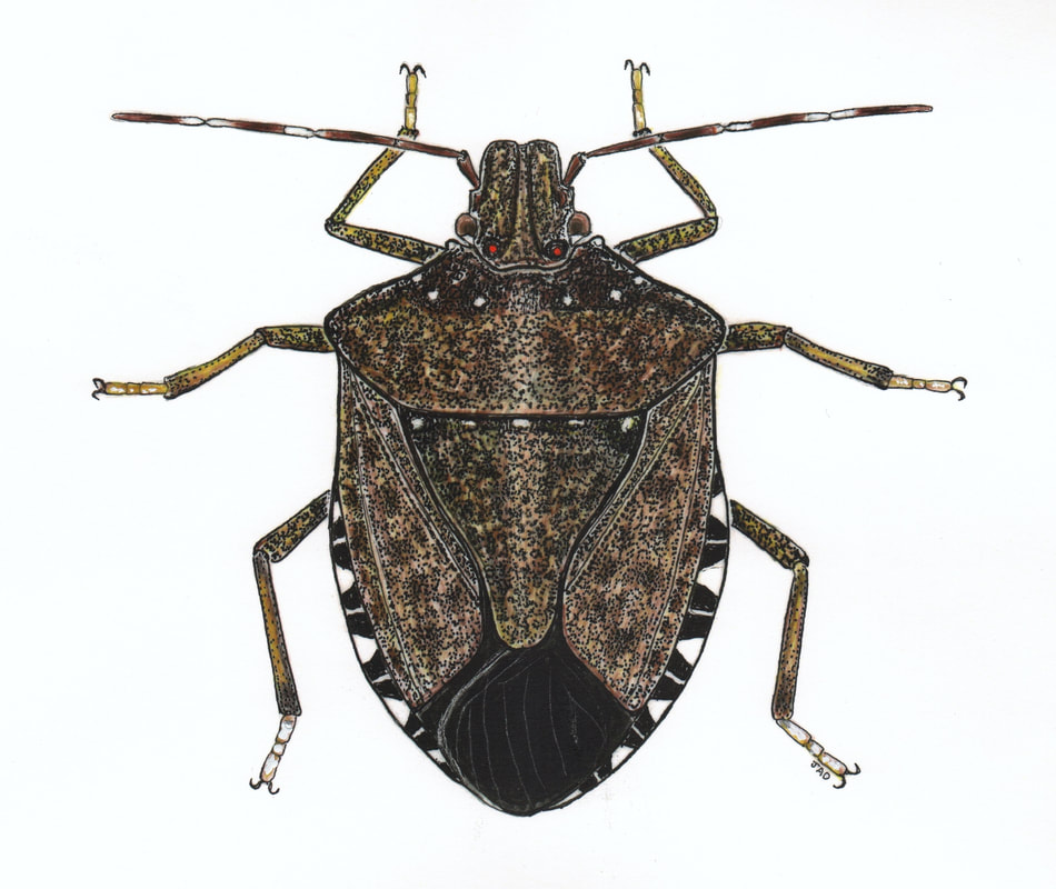 Brown Momerated Stink Bug
