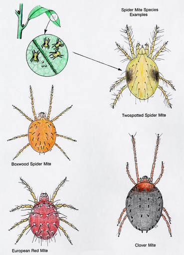Four Spider Mite Species