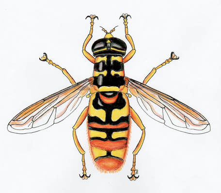 Yellow Jacket Thover Fly