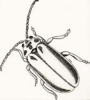 Elmleaf Beetle