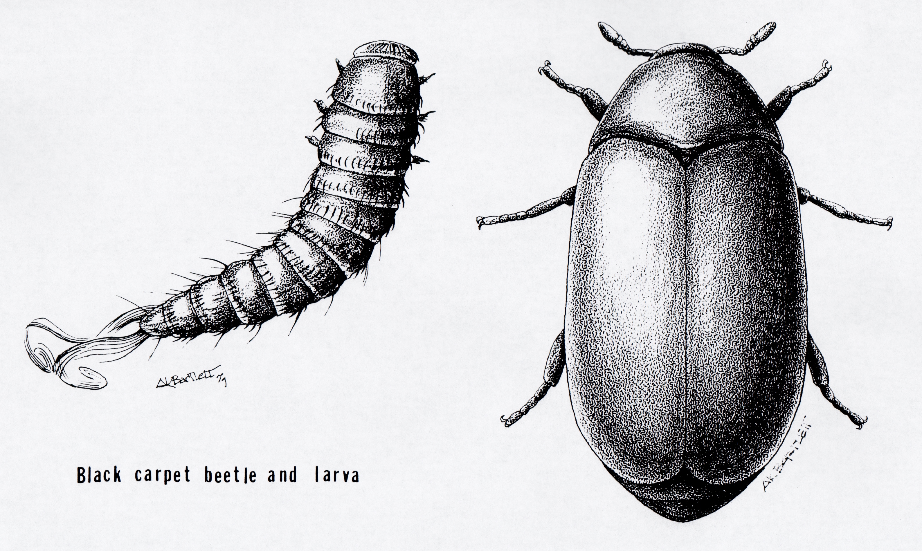 Pest organism  Wikipedia