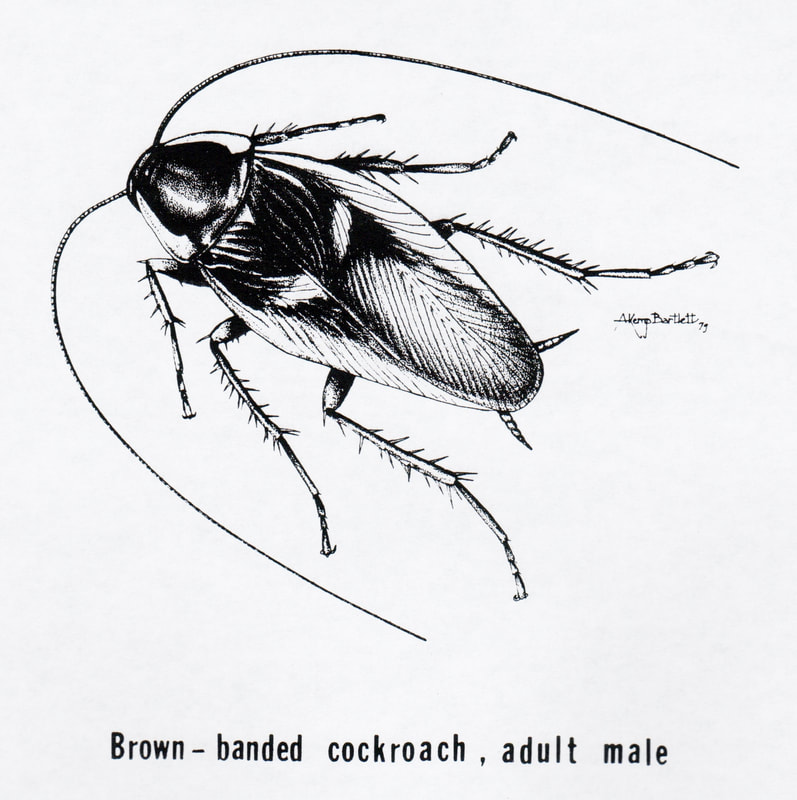 Male Brown Banded Cock Roach
