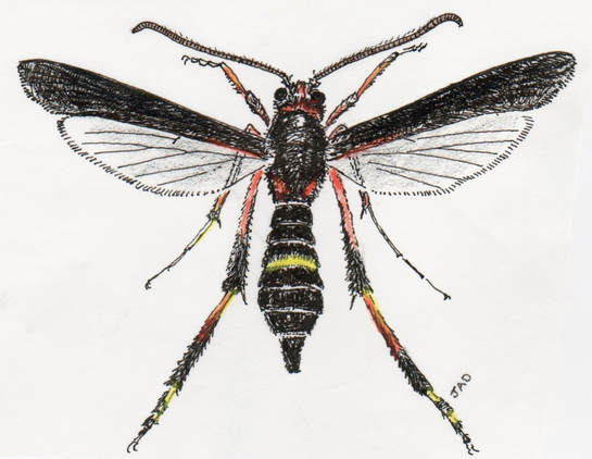 Male Banded Ash Clearwing