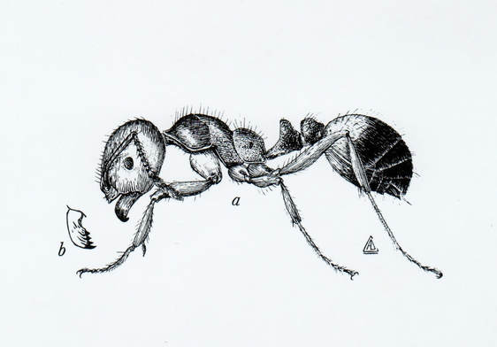 Imported Fire Ant