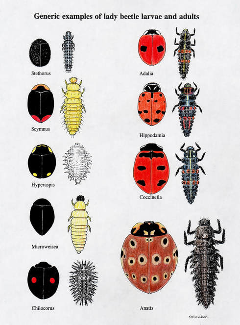 Lady Beetle Larvae & Adults