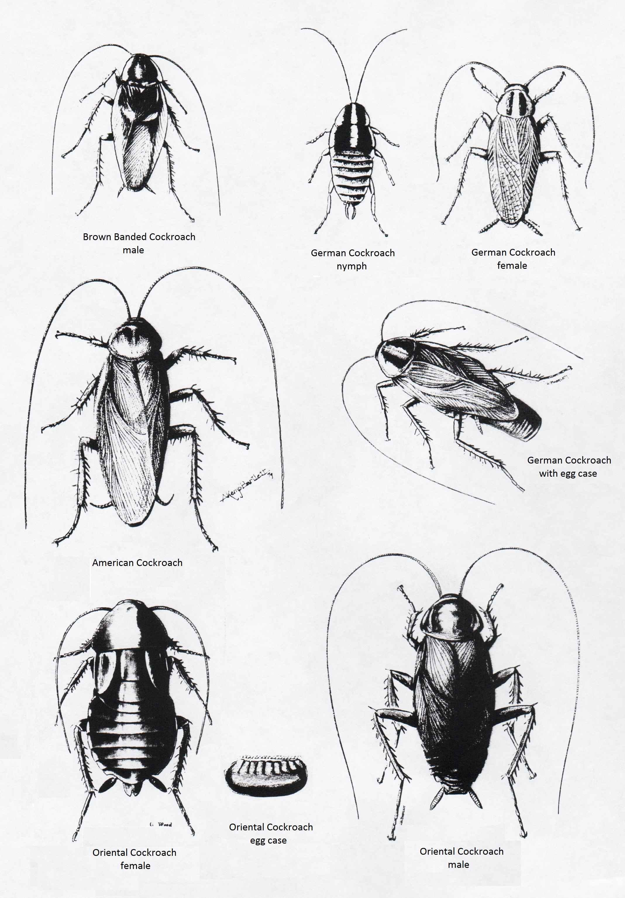Cockroaches  Insect Drawings