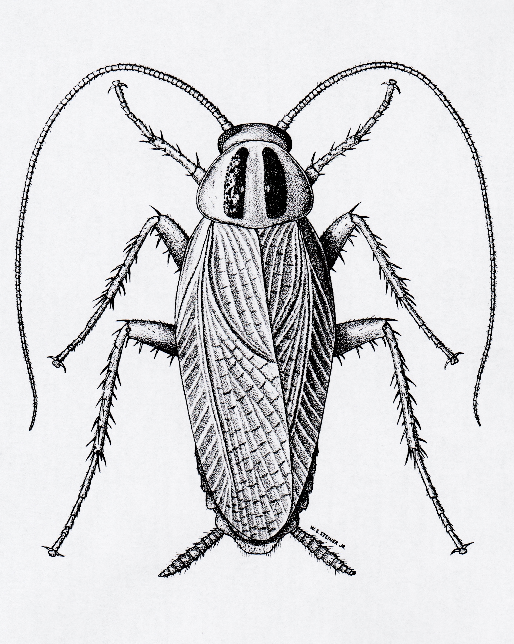 Cockroach Drawing Cute  Cockroach  800x657 PNG Download  PNGkit