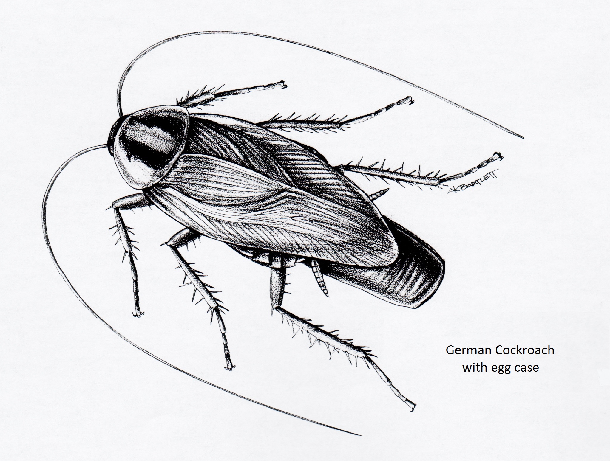 How to draw a german cockroach  Step by step Drawing tutorials