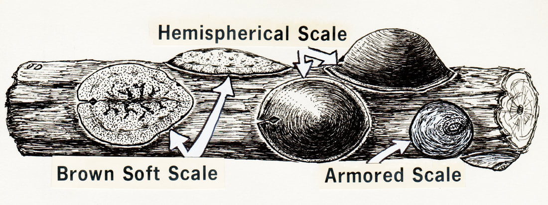 hemispherical scale