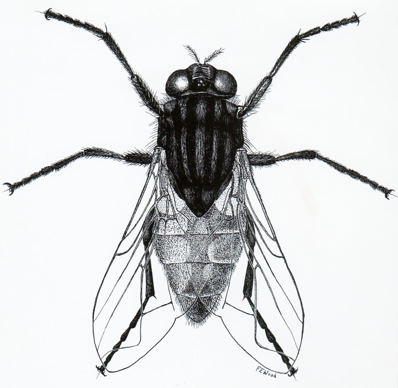 Flies Insect Drawings