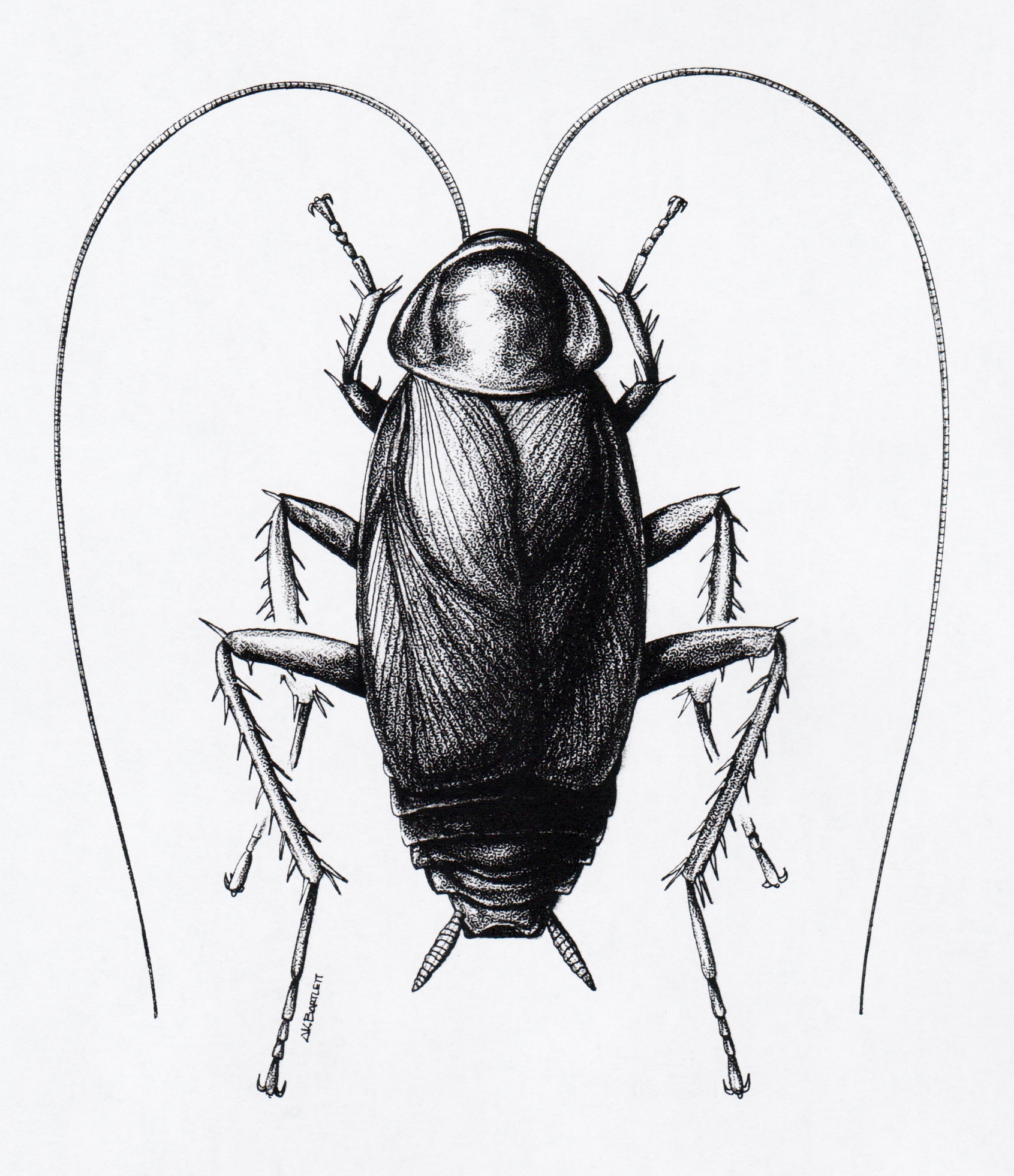 Cockroach Nymph Drawing - Cockroach Cockroaches Banded Brown Roach ...