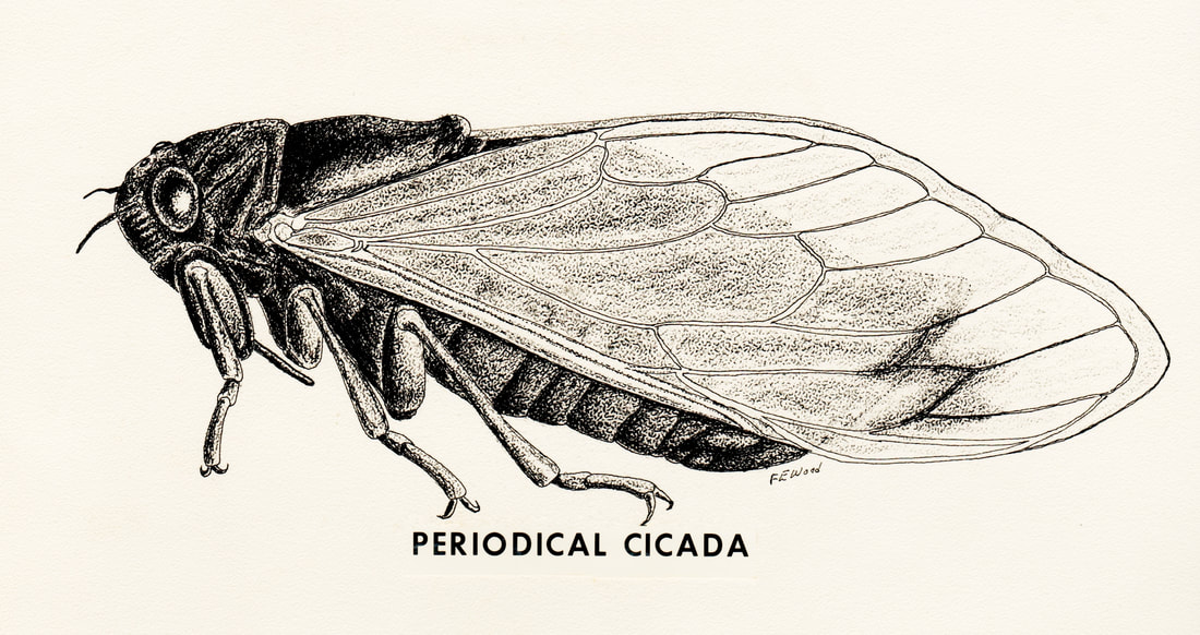 periodical cicada (adult resting)