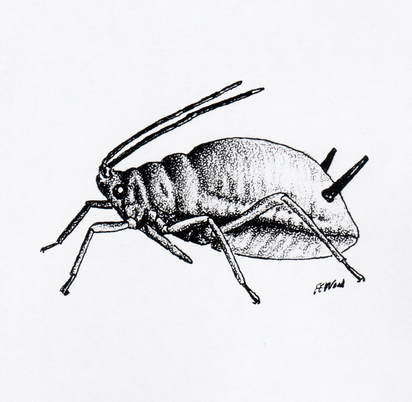 aphid - wingless 