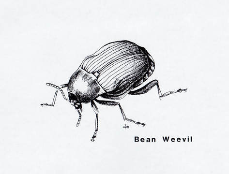 BeanWeevil Beetle