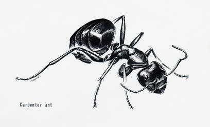 Black Carpetner Ant