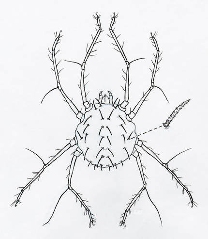 Camerobiid Mite