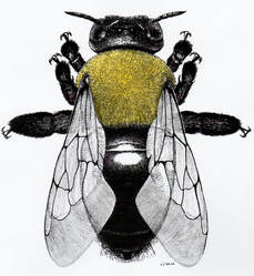 Eastern Carpetner Bee