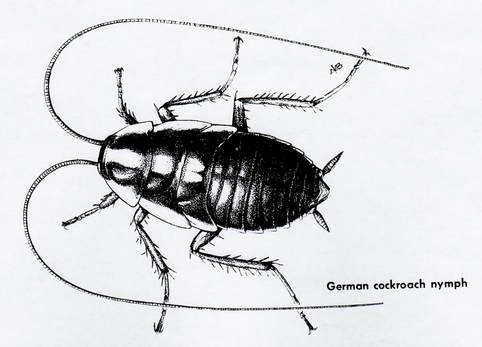 Nymph German cockroach