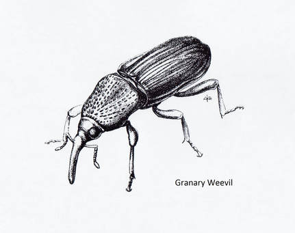 Granaryweevil Beetle