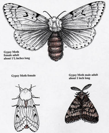 Gypsy moths (adult female and male) 