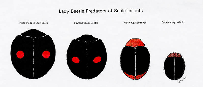 Lady Beetle Predators 