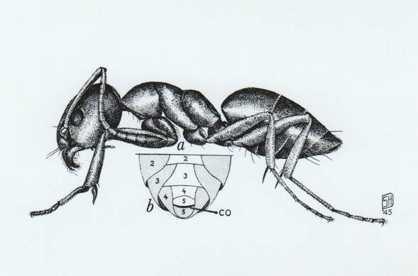 ​Ordorus House Ant