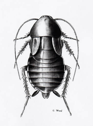 Female oriental cockroach