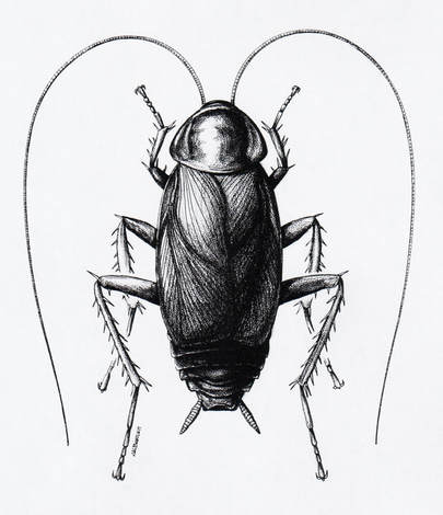 Male oriental cockroach
