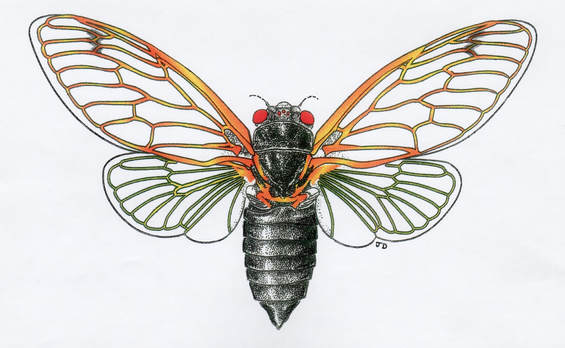periodical cicada (adult flying)