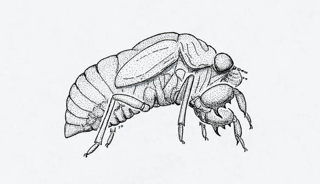 periodical cicada (nymph)