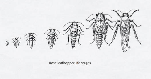 rose leafhopper (life stages)