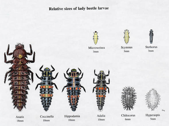 Size Comparison of Lady Beetle Larvae