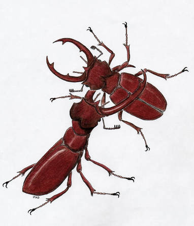 Male Stag Beetles Fighting